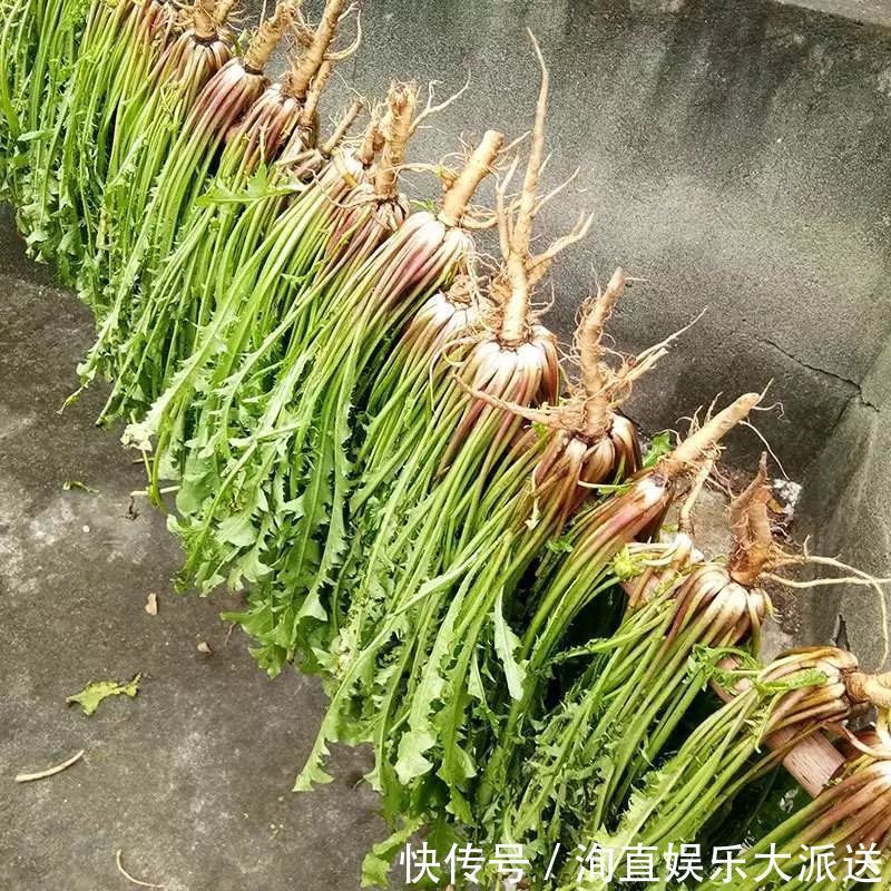 肠炎者|自己“晒干”的蒲公英，能当茶泡水喝吗有什么“禁忌”吗