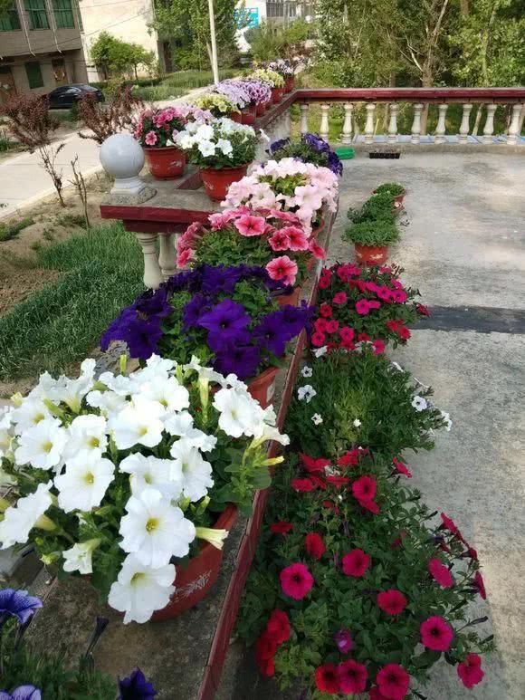 “识货人”都养4种花，打理简单，花期长，开花超漂亮