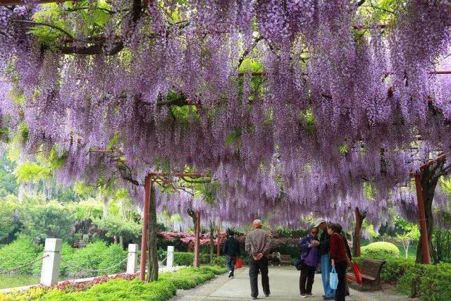 3种“招财花”,不用花钱买,掐个叶扔土里,一年长10盆,发财