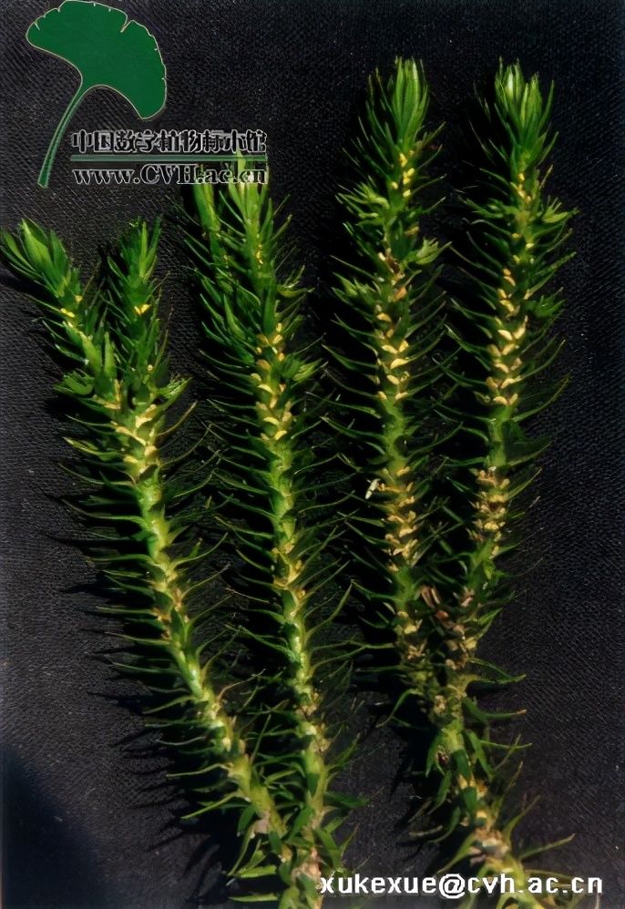  外伤|小接筋草，见过吗？止血，续筋。用于跌打损伤，外用治外伤出血