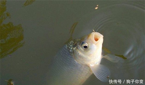 冬季钓鲫鱼，不要一味钓远，经验告诉你，这些位置钓近就能上鱼！