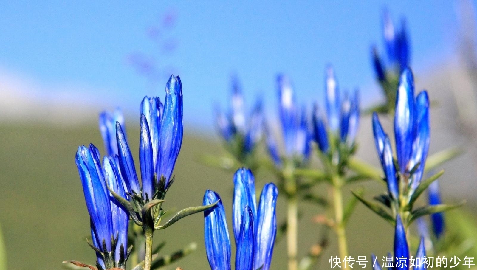 药品化义|蓝色的野花经常被误认为牵牛花，它却能去除“肝火”