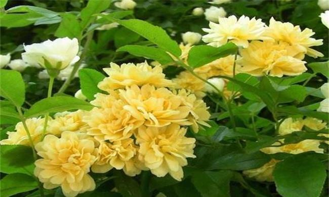 养花|养花试试这几款,花密而香浓,年年开花满院子,超美