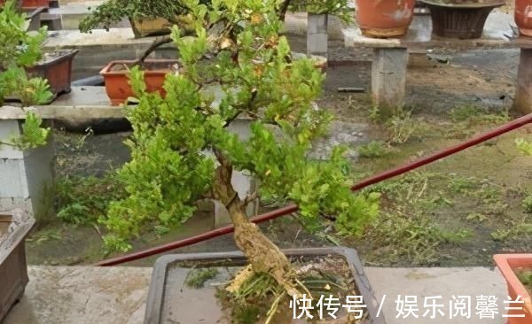 养护|苏派盆景极具名气,这6种盆景做法精妙、极具自然之感,价值高