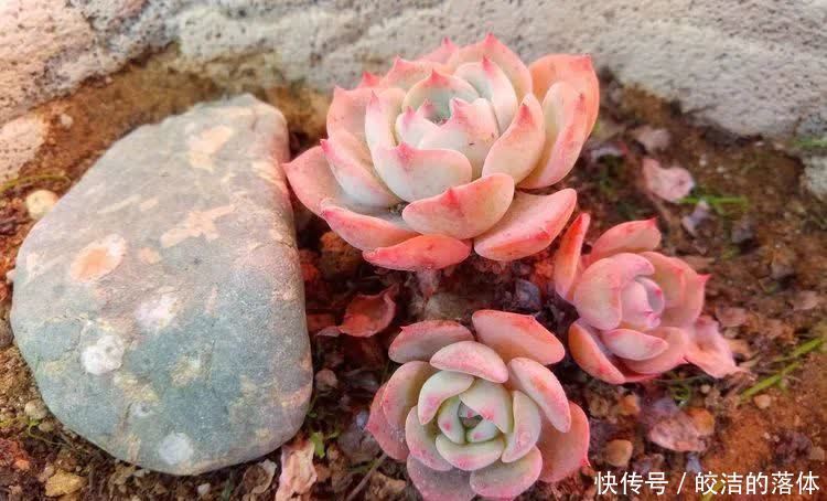 如莲似花,美好心情由你而始!