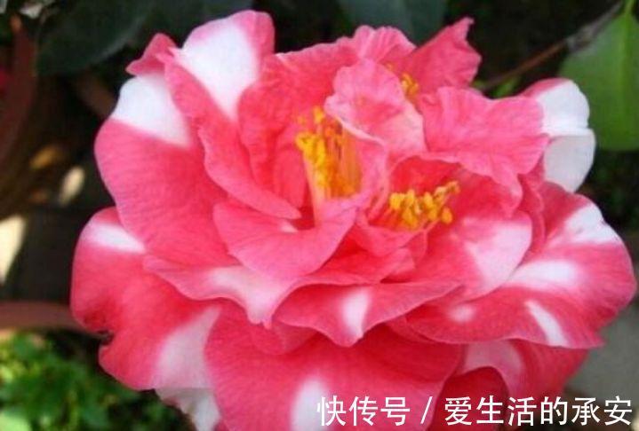 花型|家里阳台养此款花，新手也能养爆盆，花型圆滚惹人爱，值得拥有