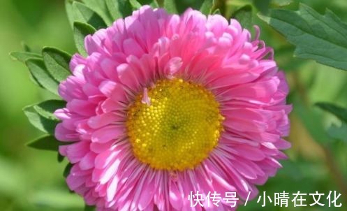 蔷薇花|家养易爆盆的花卉,开花绚丽夺目,花香清新宜人,放在阳台美翻了