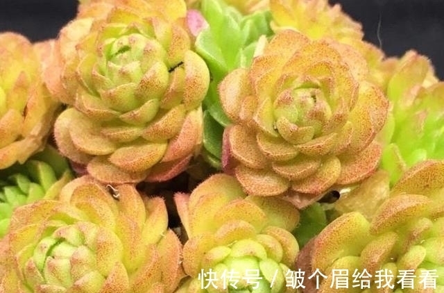 喜欢玫瑰花型多肉植物,就养一盆小野玫瑰,做好3点变成手捧花