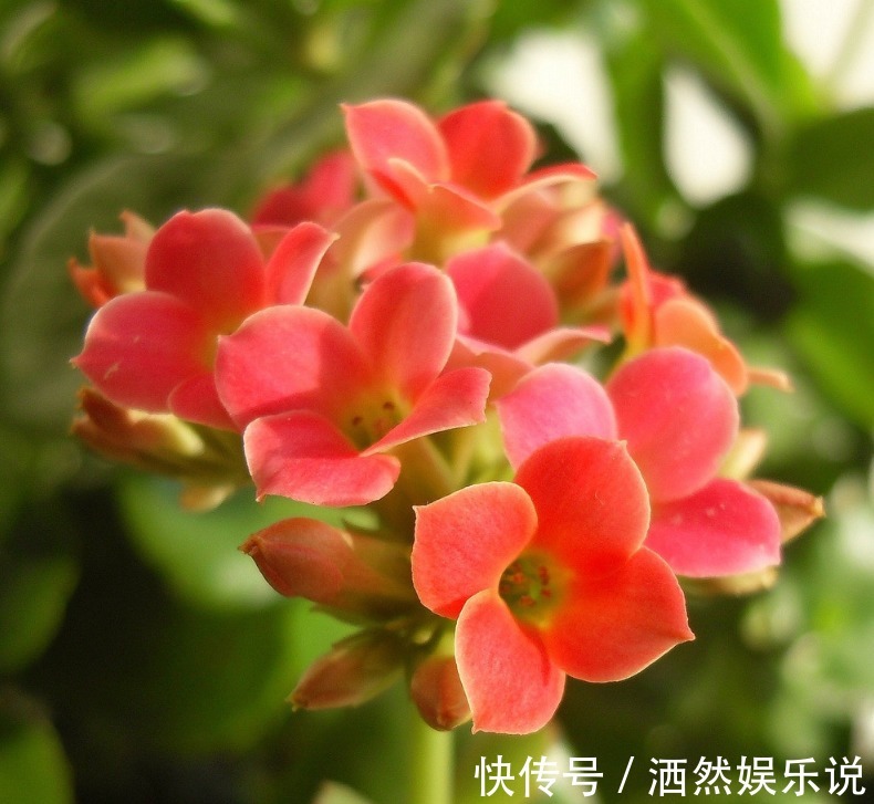 新手|新手养长寿花，做好3个小技巧，花苞猛长不停，养一盆爆一盆