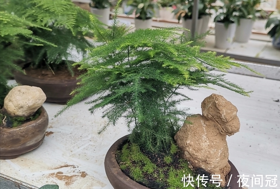 怎样让文竹保持低矮造型?在养护时,只需给它做这几件事