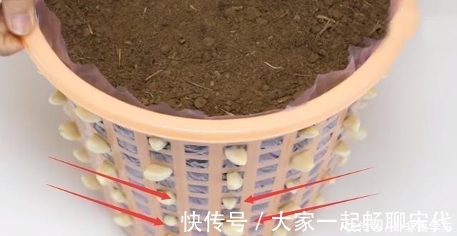 大蒜|一个垃圾桶,能种出一桶蒜!多到吃不完,以后家里一年都不用买了!