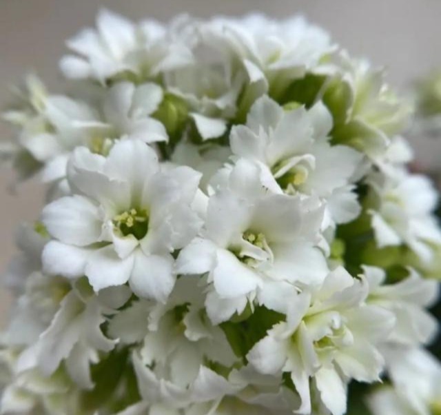 75个长寿花品种，一个比一个美，一起来认识一下吧！