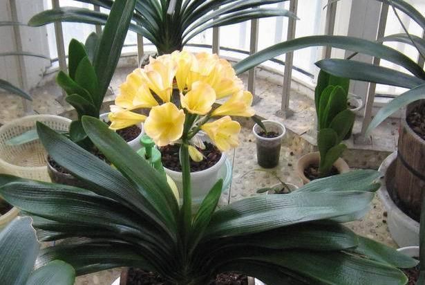 君子兰出现烂根的毛病,如果学会了一种方法,就能“起死回生”