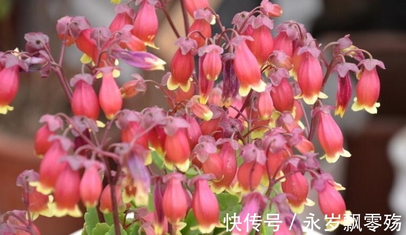 4种花像“小灯笼”,挂在枝头很喜庆,它们很好养!而且花期长