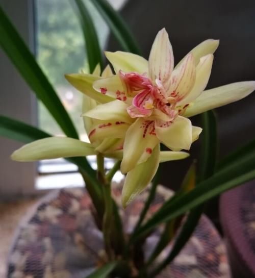 春天来临!这种兰花要养一盆,又美又香,一年能开四五次