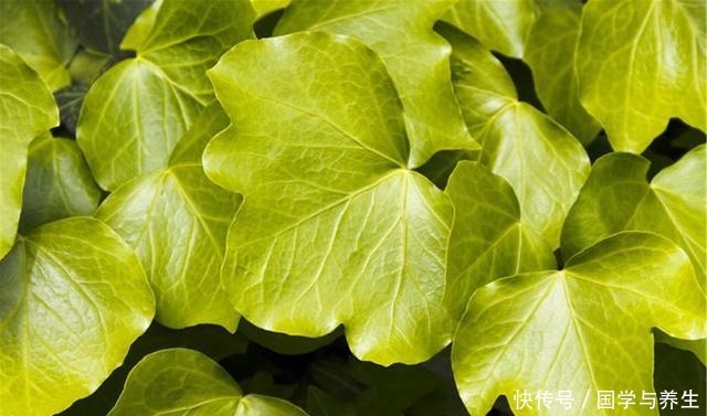 卧室养3种花,晚上也能释放氧气,睡觉睡的香!