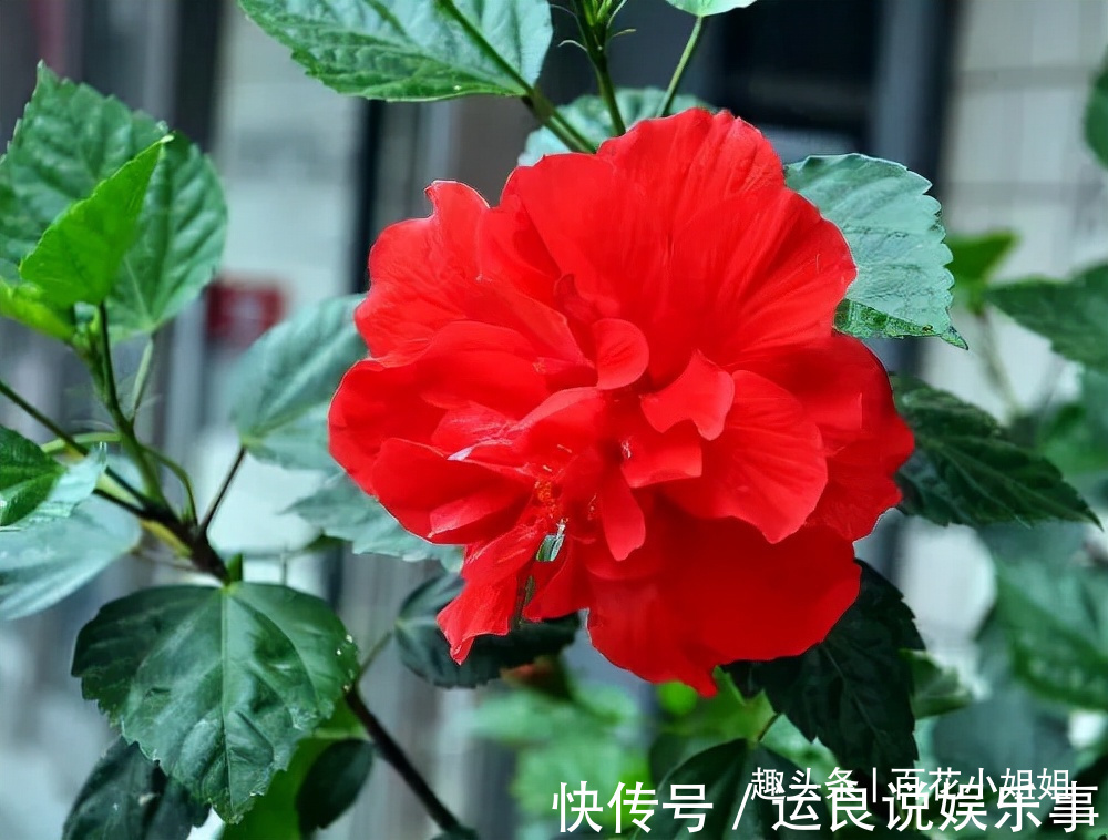 5种花,懂花的人不在家里养,会被嘲笑“没品位”