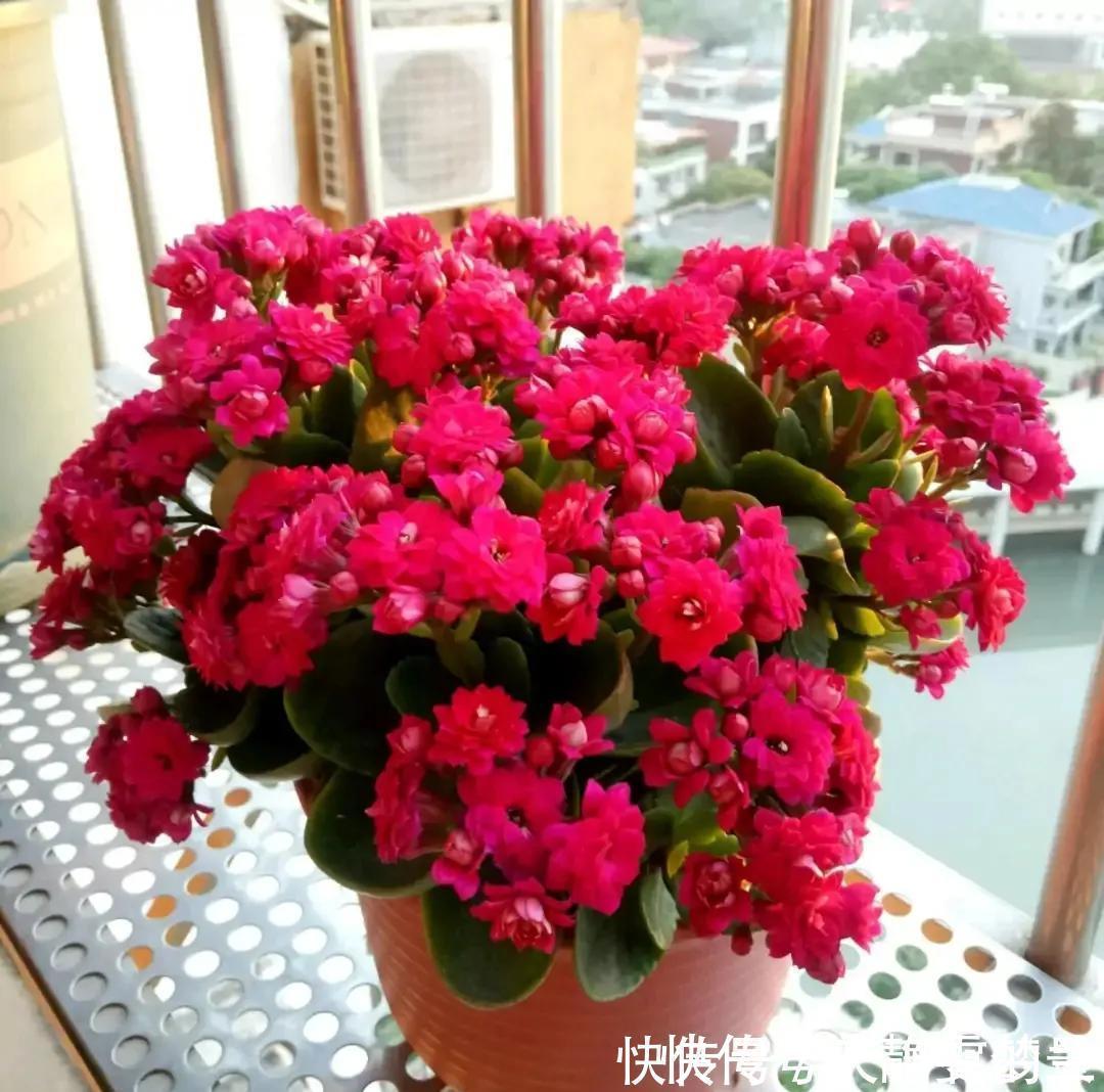 长寿花有“三怕”，入冬养护得避开，养成小老桩，清香宜人小半年