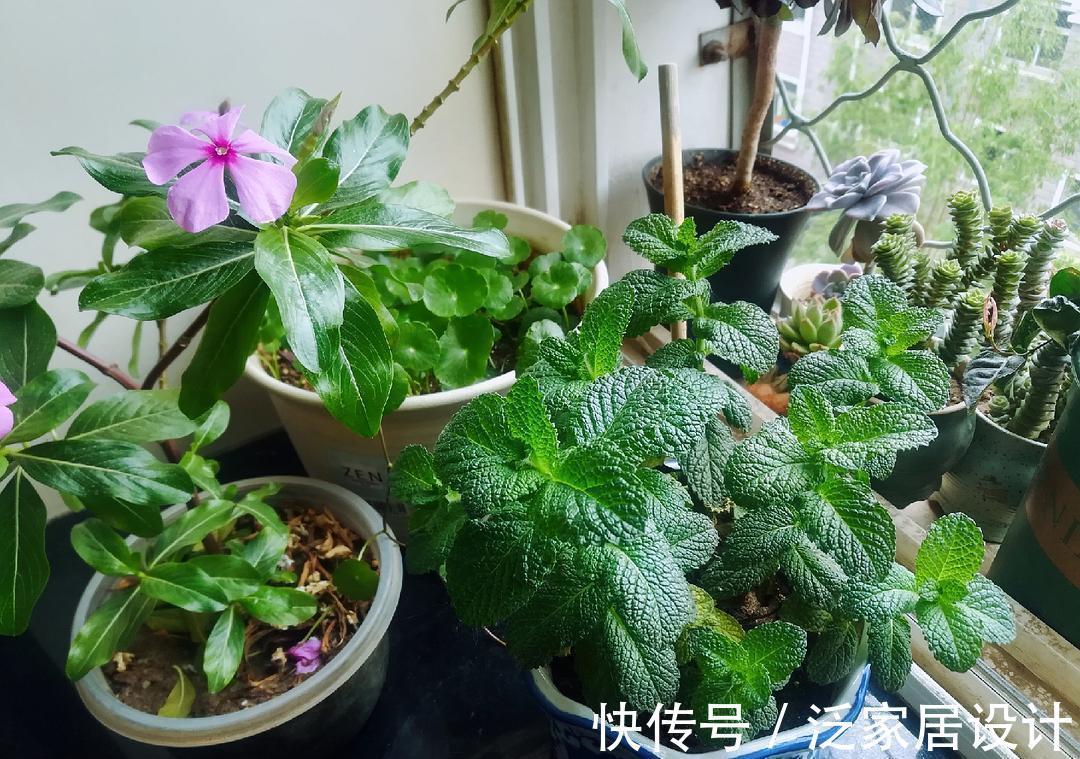 庭院|易泛滥的三种花，看起来却很“可爱”，想养考虑好，别上当