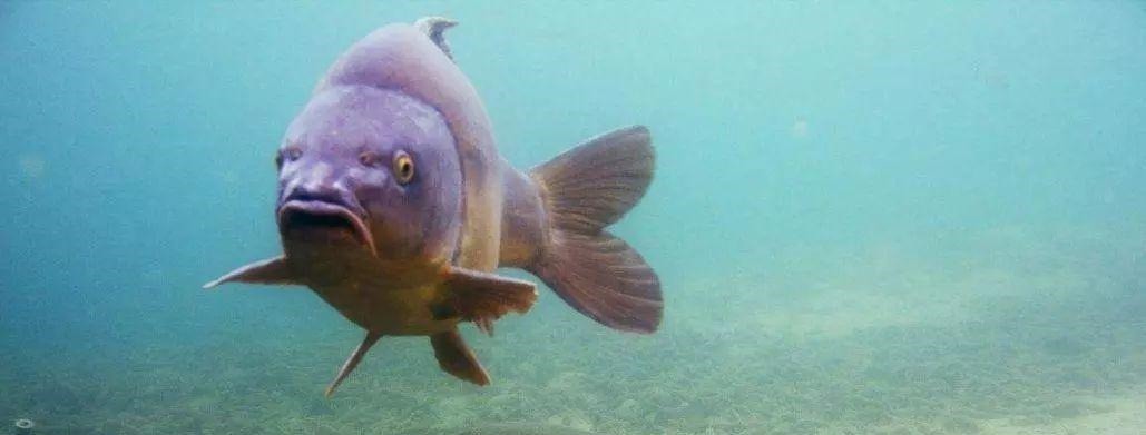 钓鱼必须鱼钩必须躺底打破传统方式,钓底钓浮都上鱼