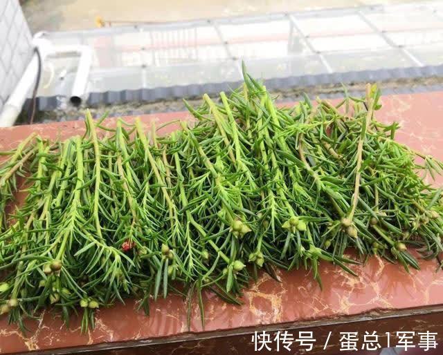 成活率|八九月份，适合扦插“7种花”，成活率高