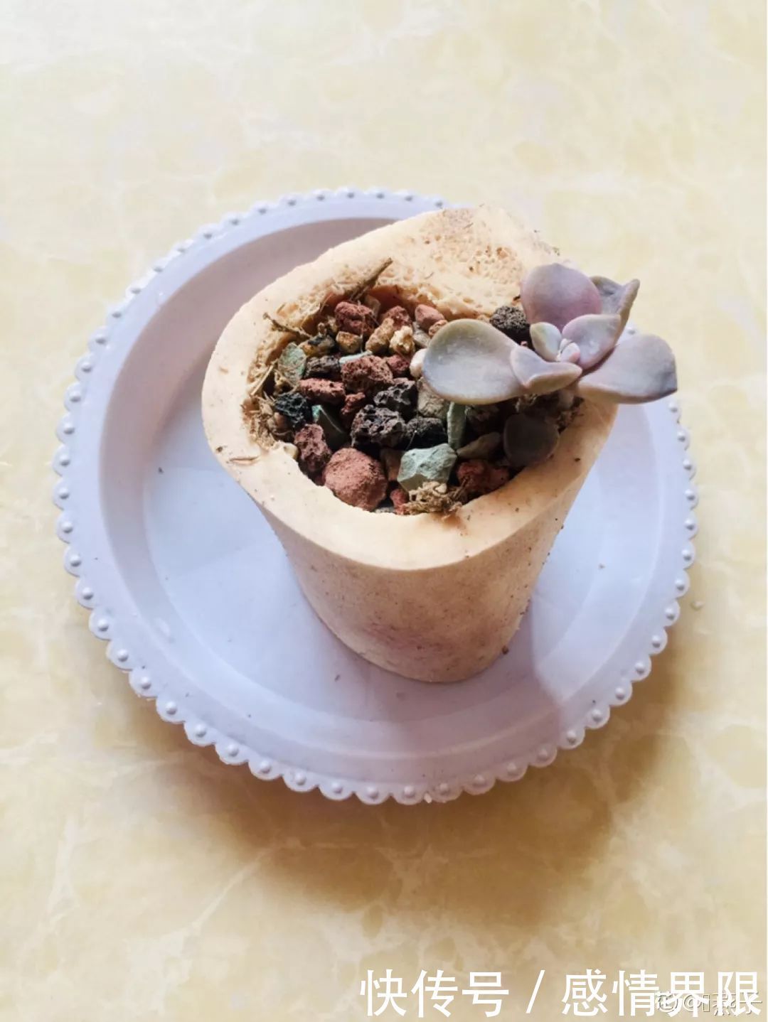 多肉盆栽猪肉这么贵,骨头洗干净种多肉,比花盆还好看