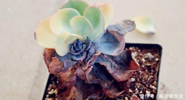 它才是杀死多肉的大“黑手”，要注意4点预防，后2点是自作自受！