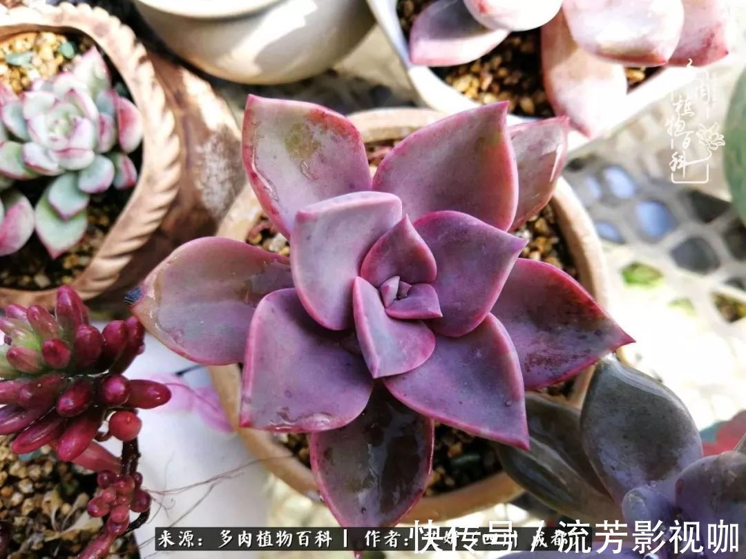 多肉|人生有时候就像多肉，不是不出彩，只是经历的时光还不够！