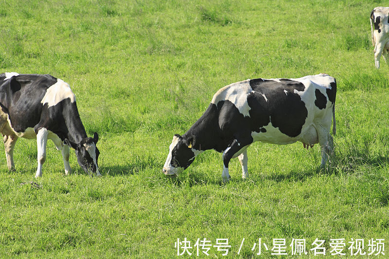 生肖牛|生肖牛9月运势不错，自身努力更重要