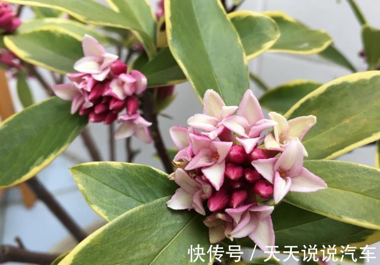 金边瑞香|5种“不怕冷”的花,现在养一盆正当时,花艳色美香味浓,好养