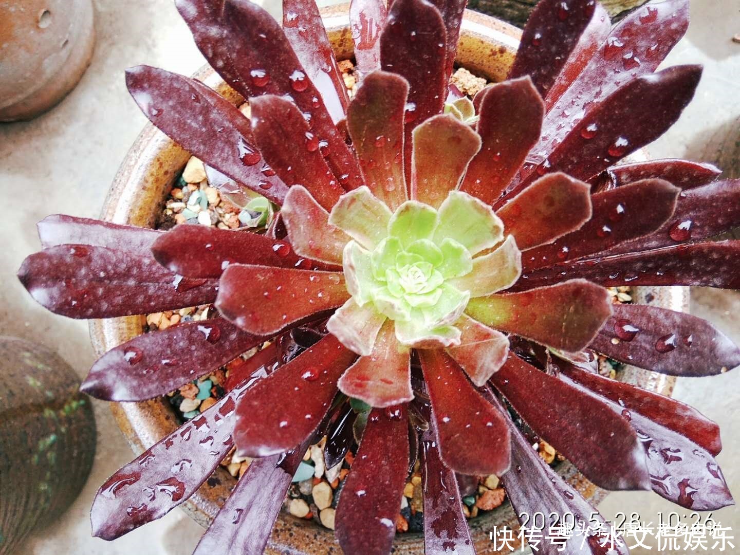 多肉孔雀和赤霞飞长得像吗不,它们无论是颜色还是叶形都不雷同