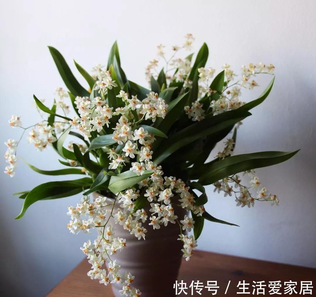 秋冬季|秋冬季买到的2种花,千万要注意,不然家里别想养好它们