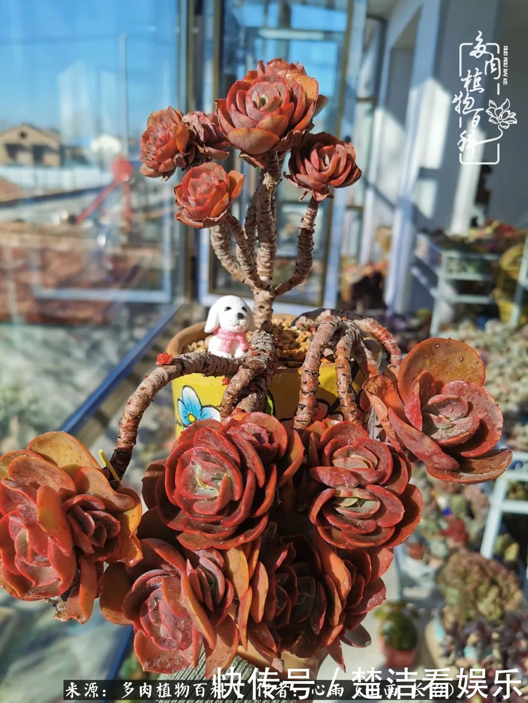 三色堇|懂得珍惜的人,才值得拥有更多美好的事物!养多肉也是如此!