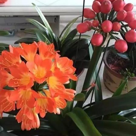 君子兰“开花”讲究大，好好催一催，接着冒花箭，花比拳头大