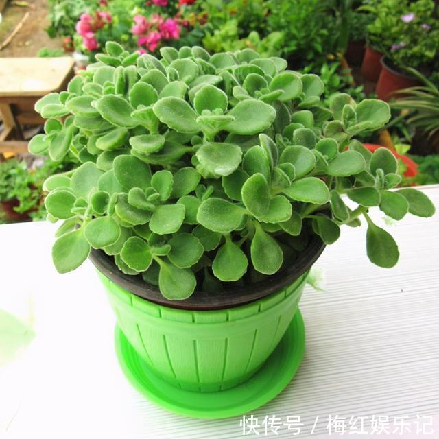 碰碰香|能“养人”的四种花,好养不怕热,可凉拌可泡茶,还能驱蚊子