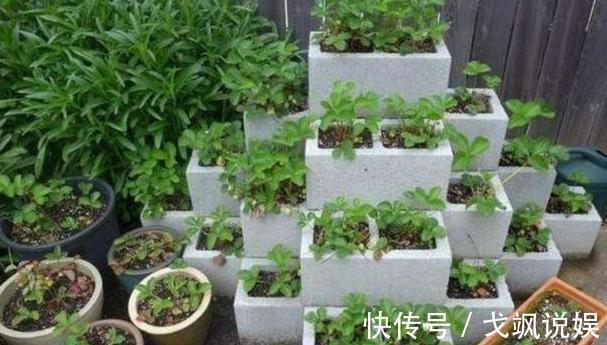 黄豆|用啥水浇花长得快、开花多、虫害少3个妙招,省时省钱又省力