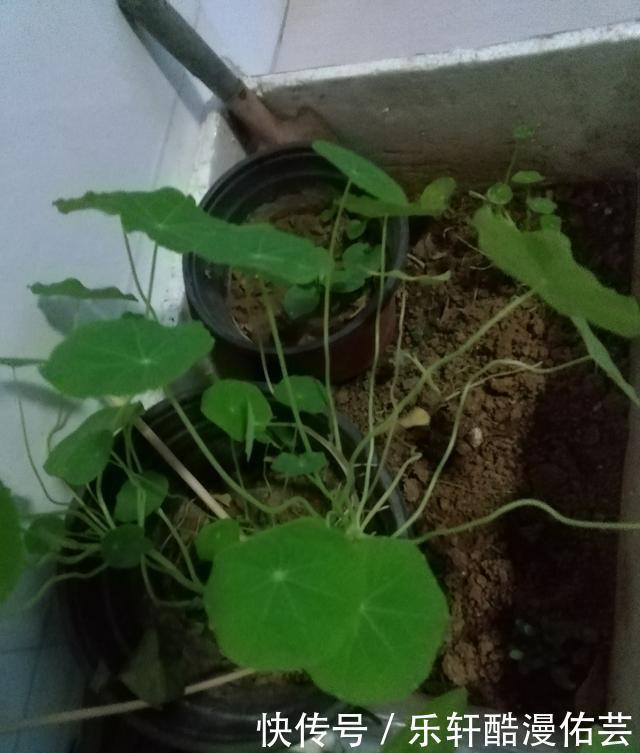 金丝荷叶花。不开花,看叶子也挺好看的