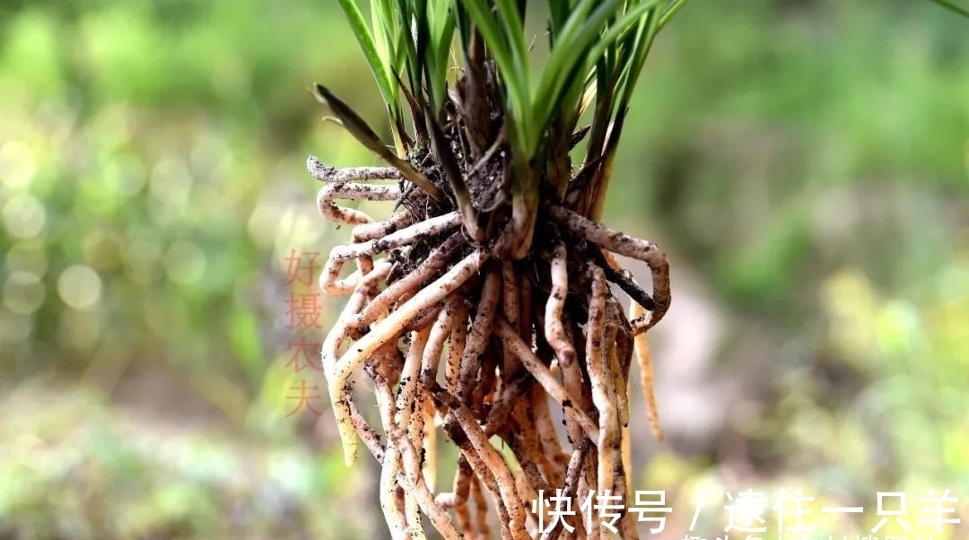 什么叫兰花服盆?兰友:这么说就明白了