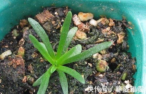 养花|养花就养1盆它，种子撒盆里，1周发芽，开花多，从春开到秋！