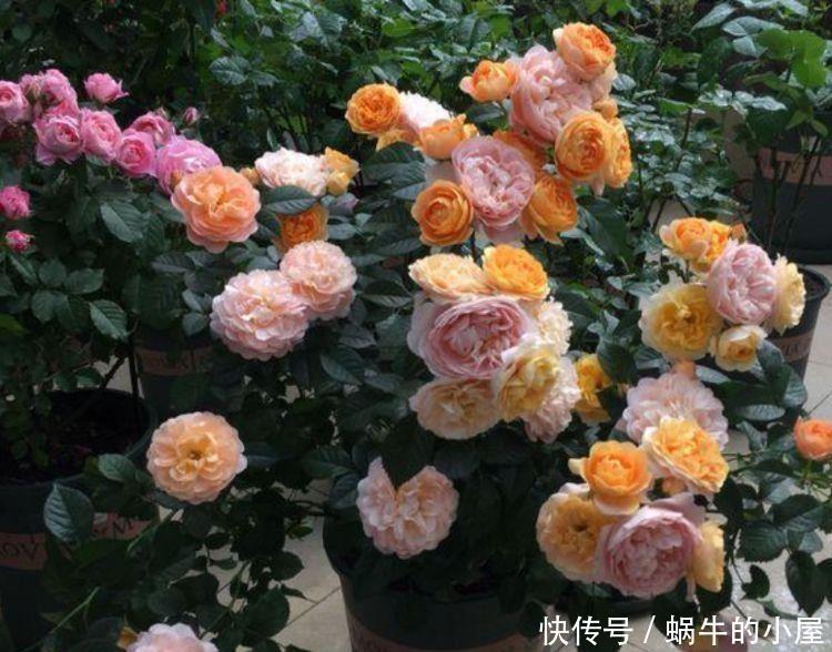 几种花卉，花大色艳胜玫瑰，花色鲜艳夺目，美艳迷人