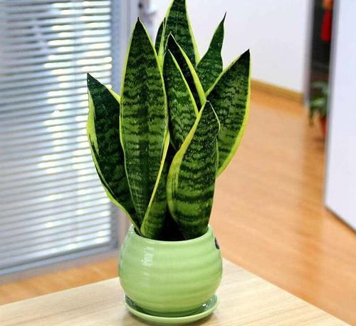 卧室里养什么花合适？