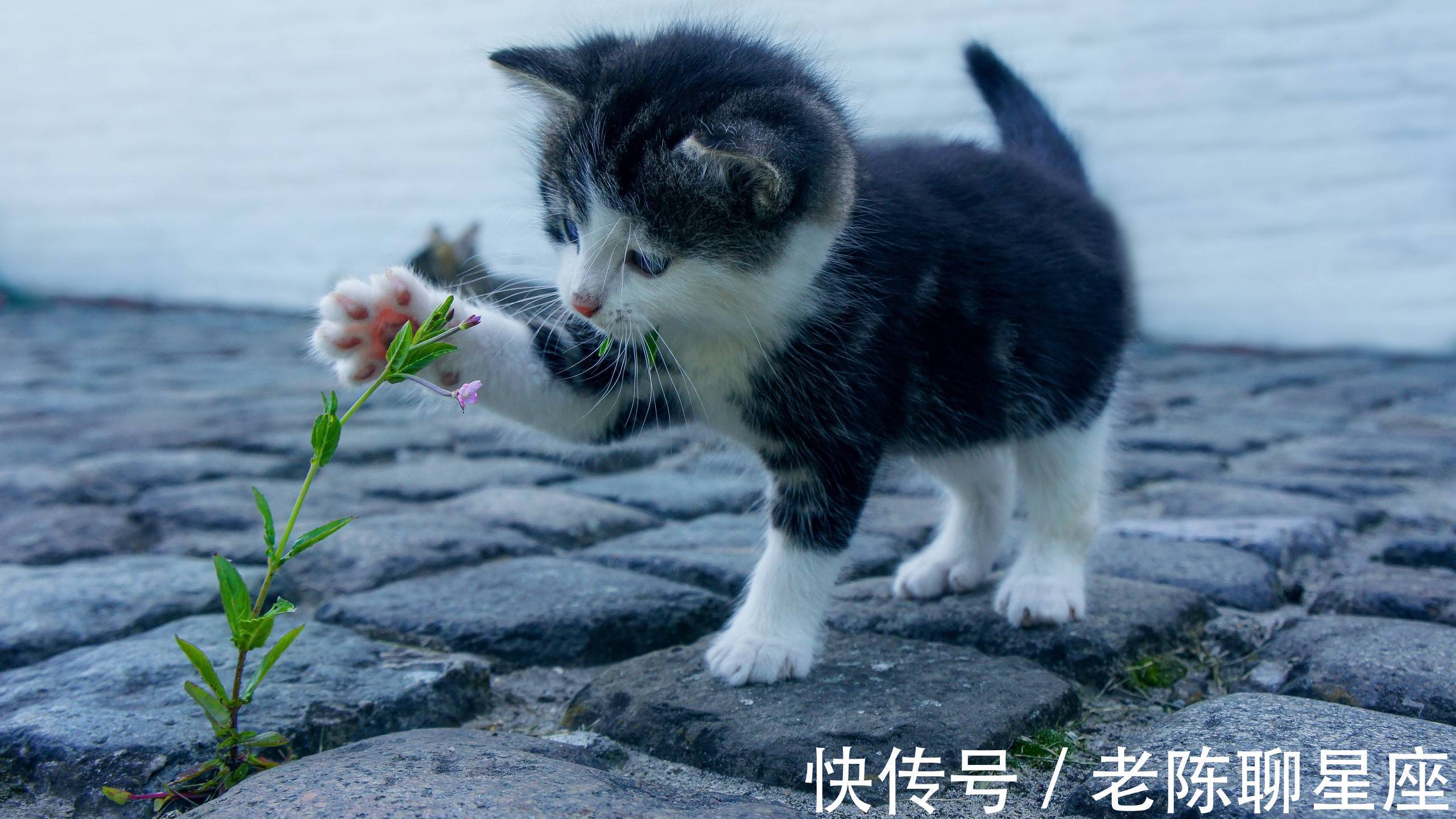 星座|过了十二月之后，运势如虹，会五福临门，容光焕发的三大星座