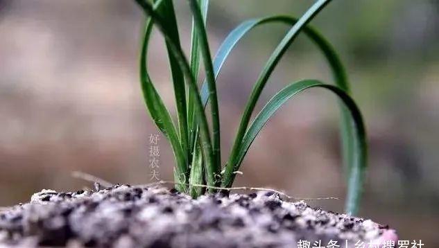 兰花通风的真正作用，烂根、腐苗、花苞霉变，都与之有关