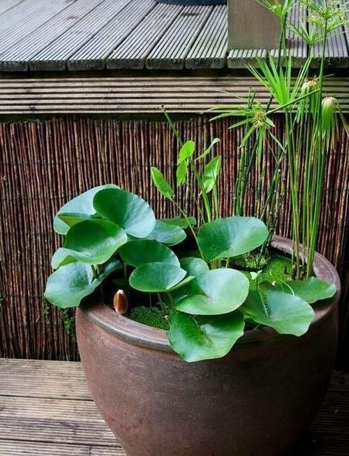 农村大水缸越来越不舍得扔了,铺些碎石水草变水景,城里人抢着要