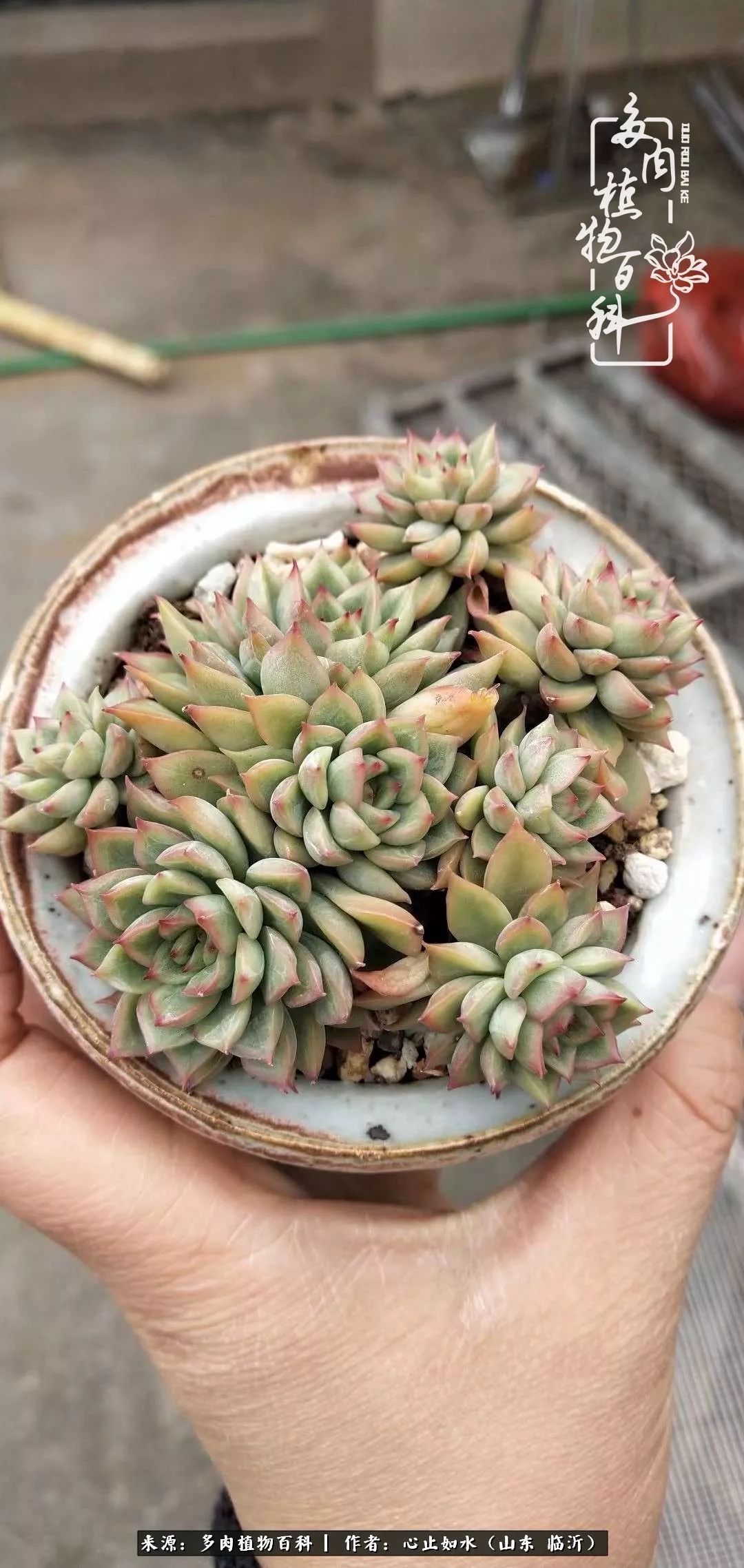 养多肉不只是说说而已，只要肯用心，它们绝对不会辜负你！