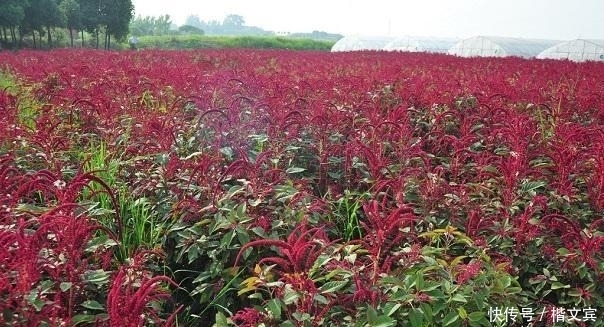 红甜菜|10种可家庭种植的优质养生野菜