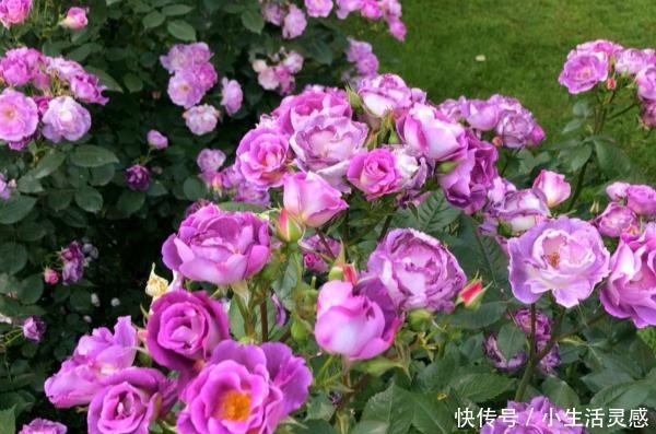 天冷的地方,我建议你养这5种花,开花非常漂亮,扛冻能力杠杠的!