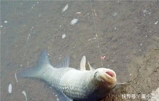 老钓友多年野钓总结的心得体会 和你谈谈饵料、钓具和心里准备