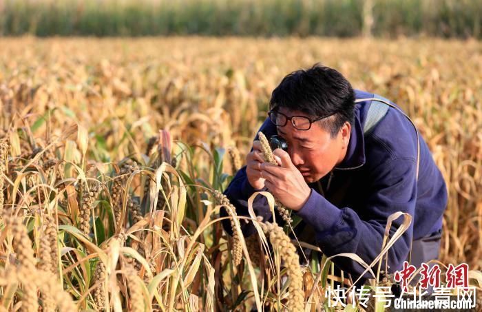 科学家|“杂交谷子之父”赵治海故事登录大荧幕 讲述民族魂、中国粮、报国志