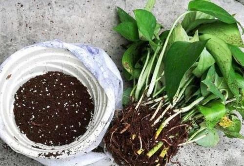 养花细节决定成败：搞不定这3点，养一盆黄一盆